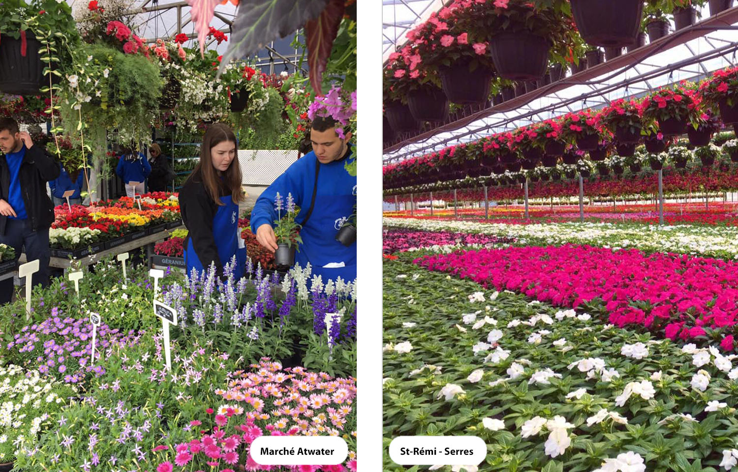 Marché Atwater - serres Riel St-Rémi