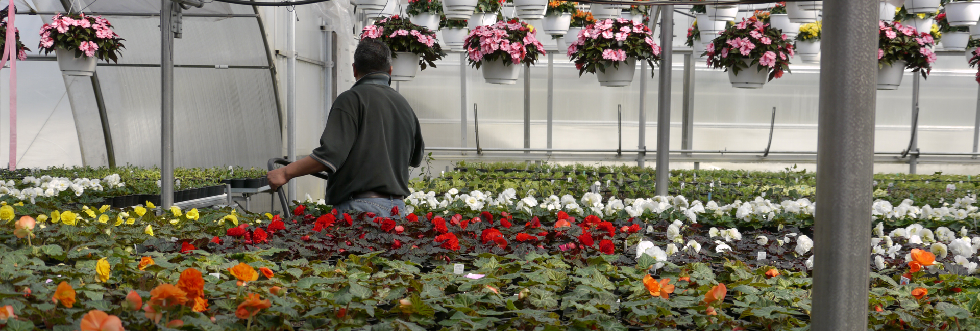 Producteur de fleurs Serres Riel