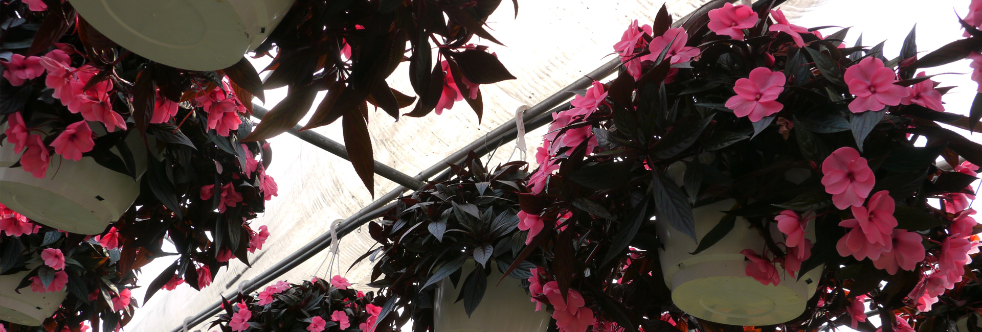 Producteur de fleurs Serres Riel